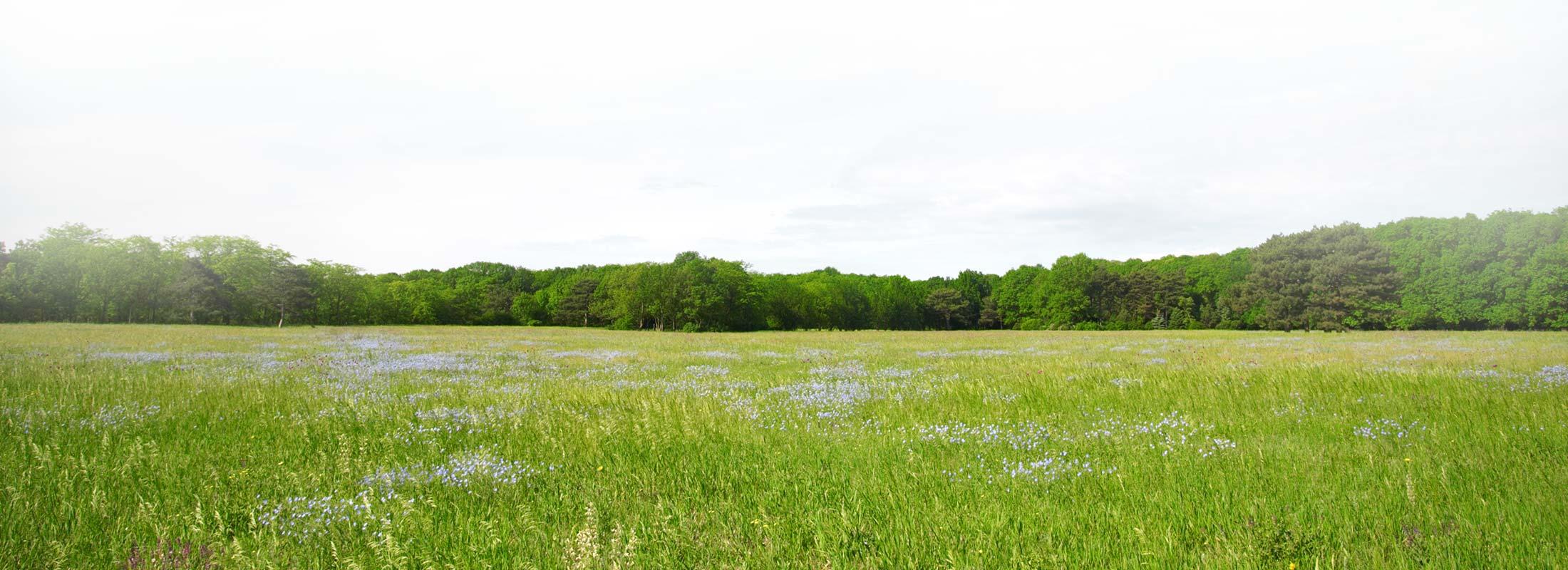 fitodepurazione full img